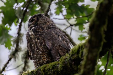 Great horned owl in forest