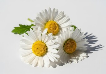 Obraz premium Three white daisy flowers with yellow centers on a white petal