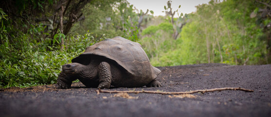 Galápagos Giant Tortoise Portrait Close up on Isabela Island, Galapagos, Ecuador. (Chelonoidis...