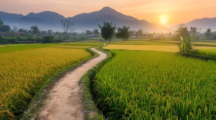 Fototapeta premium Golden sunset illuminates a winding rural path bordered by lush rice fields and majestic mountains.