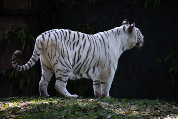 White tigress standing in a natural enclosure surrounded by foliage.
