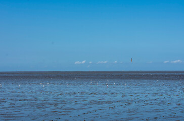 Nordsee bei Ebbe mit M&ouml;ven und blauem Himmel