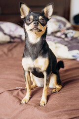 A cute little dog is sitting and looking at the camera. The Chihuahua is posing.