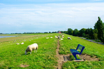 Schafherde grasst auf einem Damm an der Nordsee. Mitten in der Herde steht eine Besucherbank am Weg.