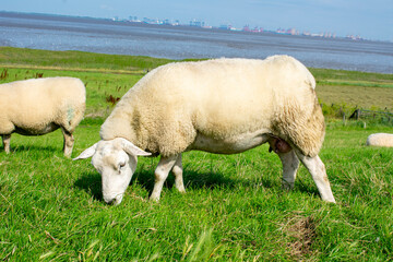 Schaf beim grasen auf einem Damm an der Nordsee. Ansicht von der Seite