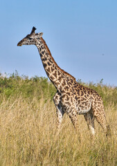 Giraffe Walking Through the African Savannah in Morning Light