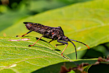 green bug on a green leaf