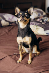 A cute little dog is sitting and looking at the camera. The Chihuahua is posing.