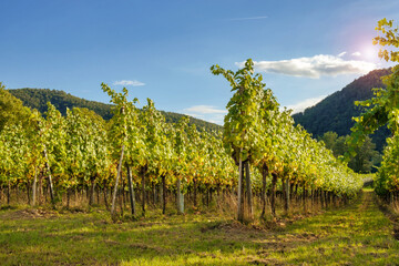Vines Growing In A Vineyard On A Hill Side