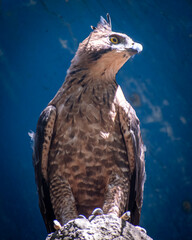 Low angle view of the Javan hawk-eagle (Nisaetus bartelsi) a medium-sized, dark brown raptor in the family Accipitridae.