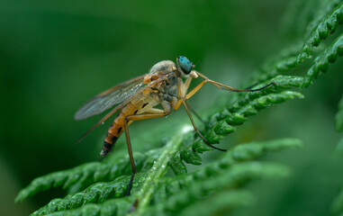 Macrophotography of a fly with large green eyes.Snipe flies are small or medium—sized flies