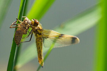 A newly emerged dragonfly clings to its exuvia on a common reed (Phragmites australis), wings still soft, captured in a detailed macro close-up.