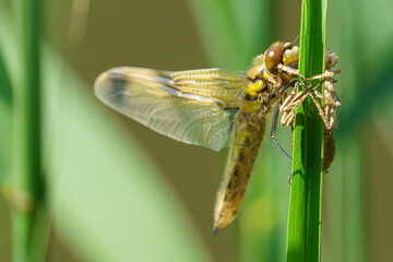 A newly emerged dragonfly clings to its exuvia on a common reed (Phragmites australis), wings still soft, captured in a detailed macro close-up.