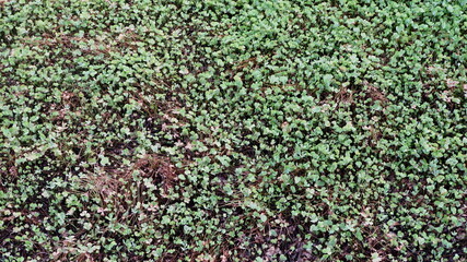 Green Plant Texture from Above