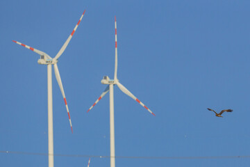 A common buzzard (Buteo buteo) soars near two wind turbines with red and white blades against a clear blue sky—highlighting the collision risk for birds