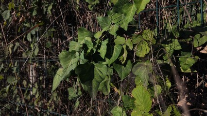 Floral Background Close Up Photography 