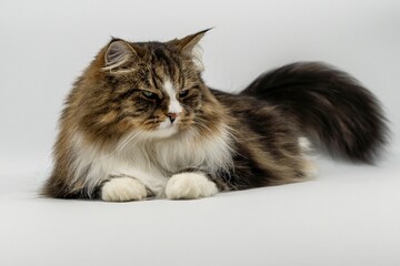 Regal Siberian Feline Alvin with Luxurious Fur
