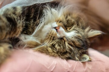 Siberian cat Alvin enjoying a cozy nap