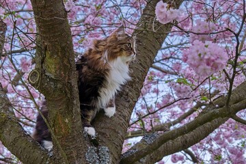 Siberian cat Alvin perched among cherry blossoms