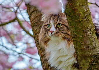 Alvin, the Siberian Cat, Amongst Blooming Branches
