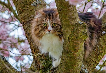 Siberian cat Alvin exploring a tree branch