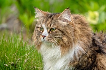 Alvin, the Regal Siberian Cat, Roaming Free in Nature
