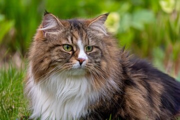 Alvin, the Noble Siberian Feline Exploring the Wild