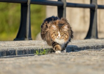 Majestic Siberian cat Alvin on a sunny day