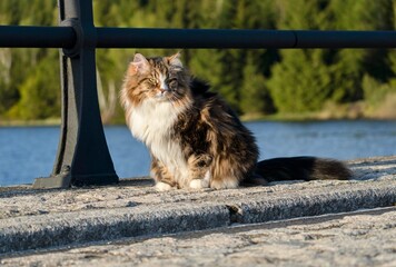 Siberian cat Alvin enjoying a sunny day outdoors