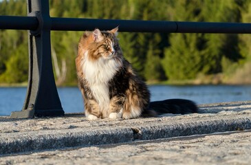 Majestic Siberian cat Alvin by the lake
