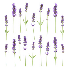Obraz premium Lavender flower stems floral arrangement isolated on transparent background