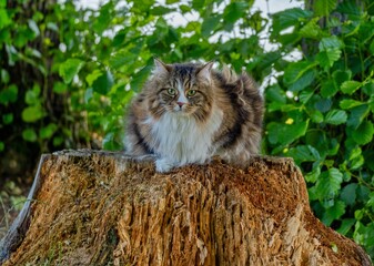 Regal Siberian Feline Alvin Posed on a Tree Stump