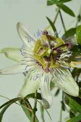 Beautiful passiflora flower close-up on a light background