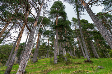 Fototapeta premium Hiking trail at the Herzogstand Bavarian mountain scene with forests and trees during early Spring phase