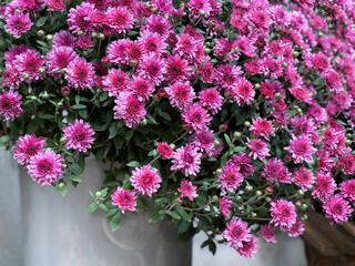 Chrysanthemum pink flowers garden mums bouquet.