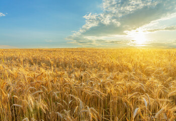 Naklejka premium Field of ripening rye ears on sunset time. Rye field on summer time