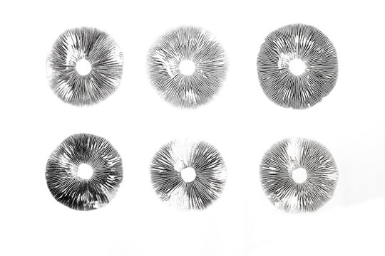 Magic mushroom spore prints Psilocybe cubensis on white background