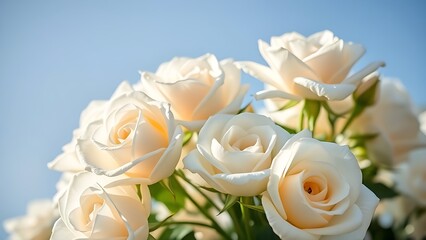 White roses in full bloom with soft sunlight and a gradient blue sky.