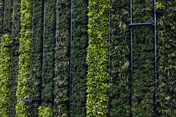 Close-up of vertical garden with lush green plants