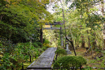 Obraz premium A serene Japanese garden with a Walkway leading to a stone Torii Gate