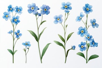 A set of delicate wild forget-me-not flowers, isolated against a transparent background