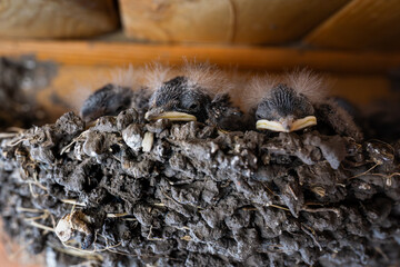 Baby swallows sitting in nest under wooden ceiling against brick wall.