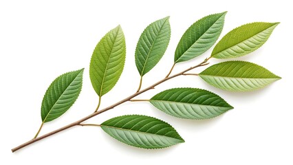 Fototapeta premium Branch with seven green leaves on white background