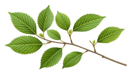 Fototapeta premium Green branch with serrated leaves on white background