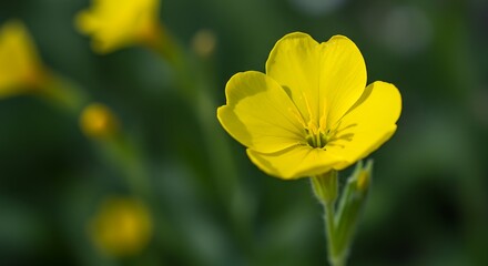 Fototapeta premium Scenic a single yellow common evening-primrose flower in the blurred garden background.
