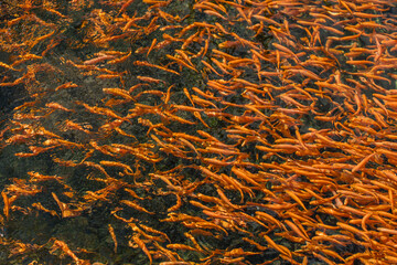 Salmon farming, orange trout fry at the trout factory
