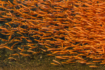 Salmon farming, orange trout fry at the trout factory