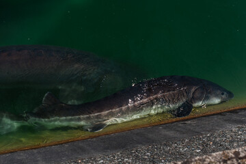 Fototapeta premium Breeding of sturgeon fish, fish factory