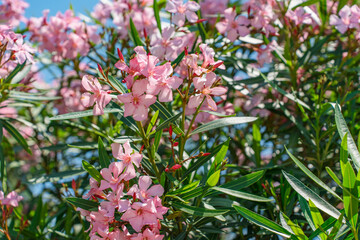 A flowering bush with pink flowers in summer
