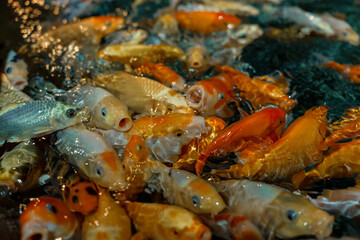 Koi carp feeding in oceanairum